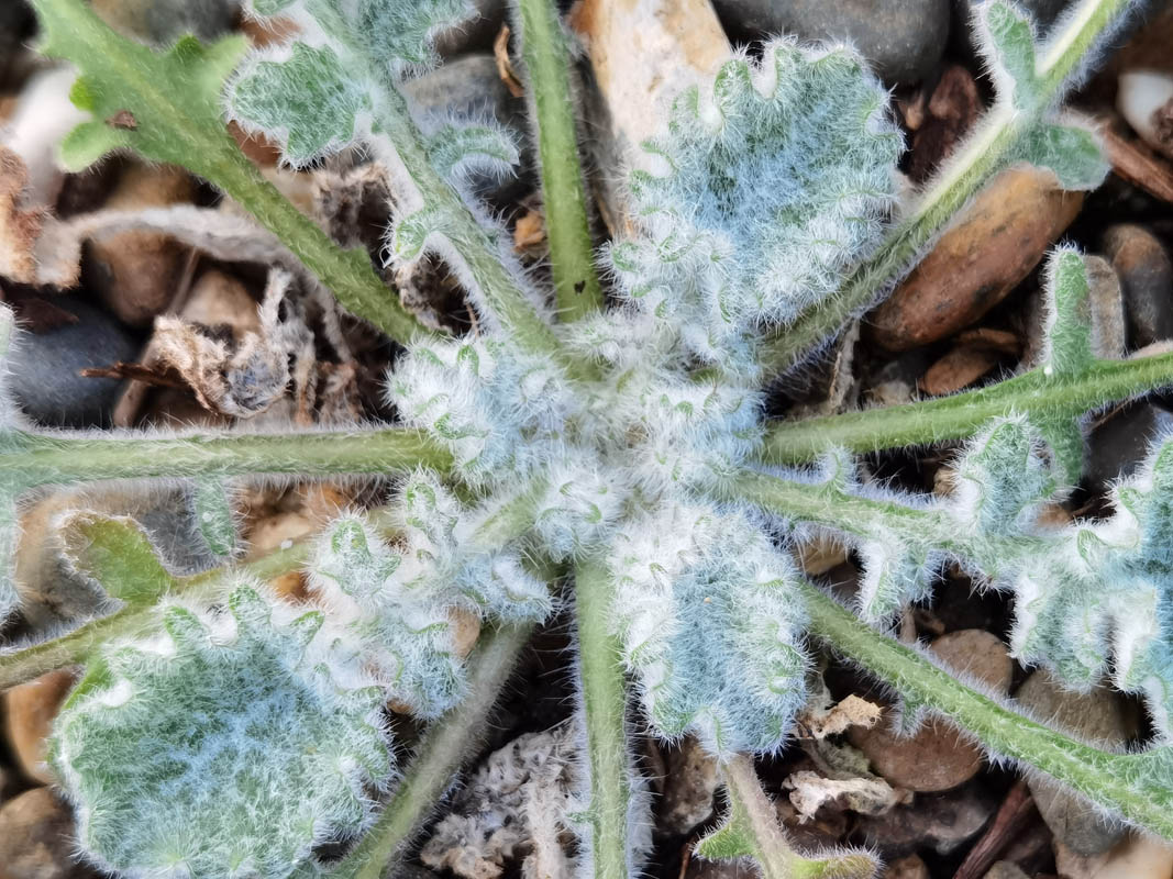 Campanula topaliana 2